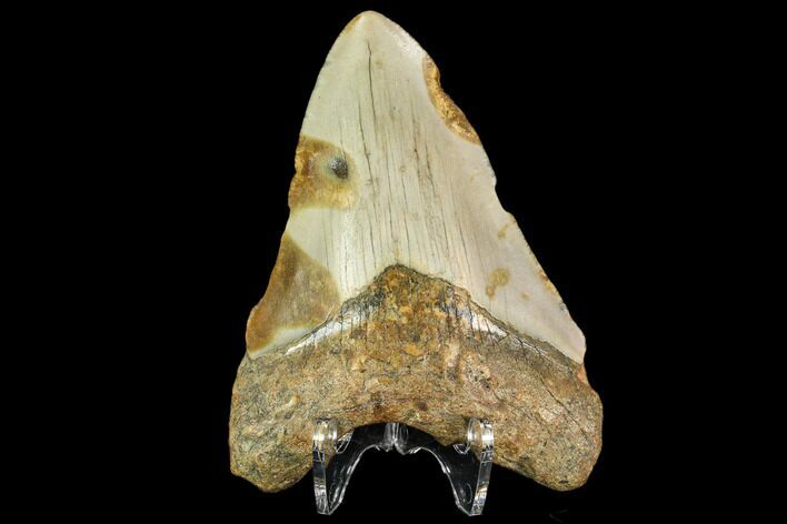 Fossil Megalodon Tooth - North Carolina #109890
